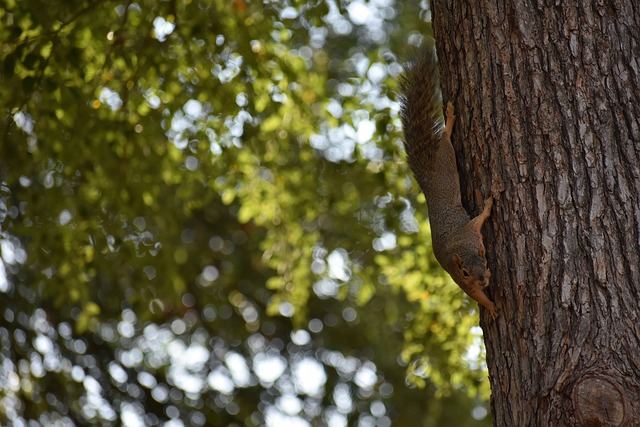 11轮21分，博洛尼亚赢那不勒斯创队史意甲三分制时代最佳开局